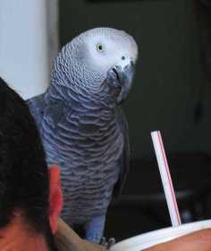 Lost African Grey