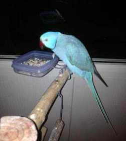 Lost Indian Ringneck Parakeet