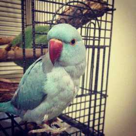 Lost Indian Ringneck Parakeet