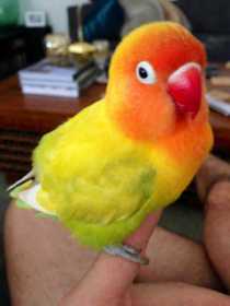 Lost Lovebird