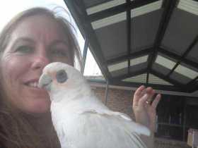 Lost Corella Cockatoo