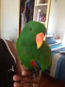 Lost Eclectus