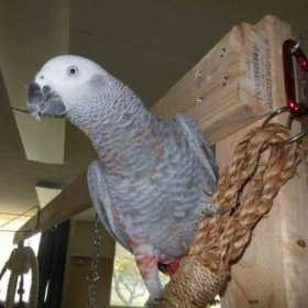 Lost African Grey