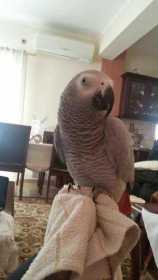 Lost African Grey