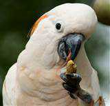 Lost Cockatoo