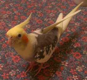 Lost Cockatiel