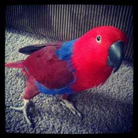 Lost Eclectus