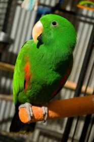 Lost Eclectus