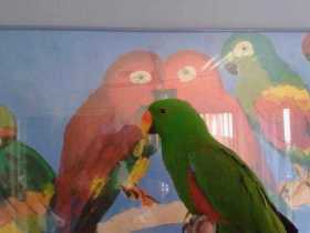 Lost Eclectus