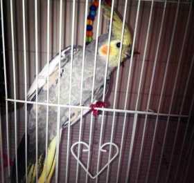 Lost Cockatiel