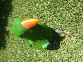 Lost Eclectus