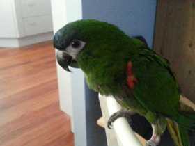 Lost Macaw