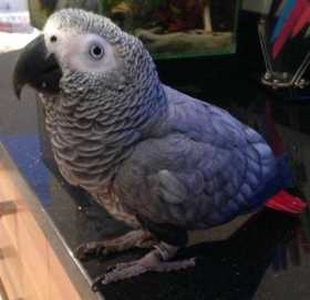 Lost African Grey