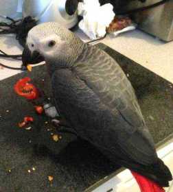 Lost African Grey