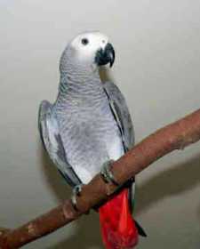 Lost African Grey