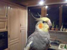 Lost Cockatiel