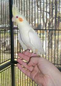 Lost Cockatiel