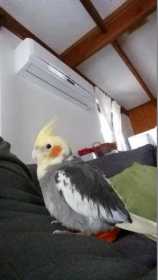 Lost Cockatiel