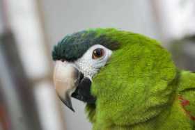 Lost Macaw