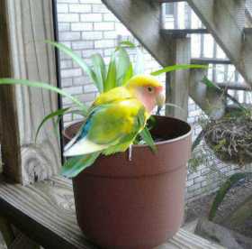 Lost Lovebird