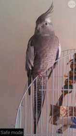 Lost Cockatiel