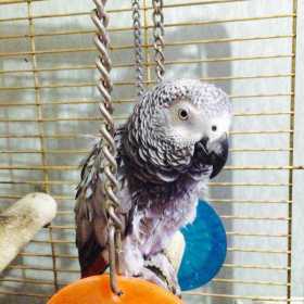 Lost African Grey