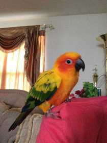 Lost Conure