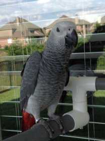 Lost African Grey