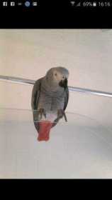 Lost African Grey