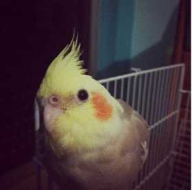 Lost Cockatiel