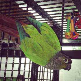 Lost Conure