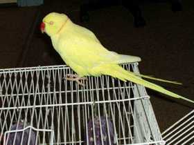 Lost Indian Ringneck Parakeet