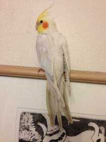 Lost Cockatiel