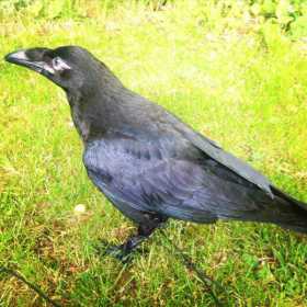 Lost Crow / Raven