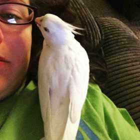 Lost Cockatiel