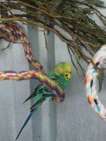 Lost Budgerigar