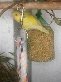 Lost Budgerigar