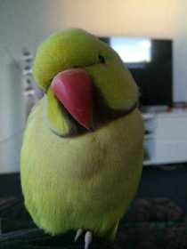 Lost Indian Ringneck Parakeet