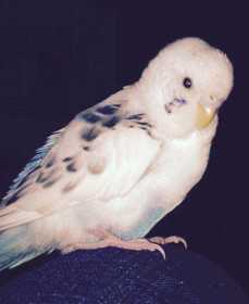 Lost Budgerigar