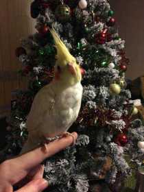 Lost Cockatiel