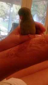 Lost Parrotlet