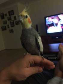 Lost Cockatiel