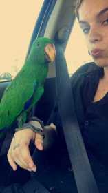 Lost Eclectus