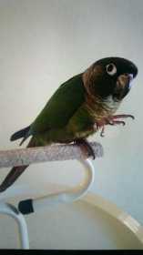 Lost Conure