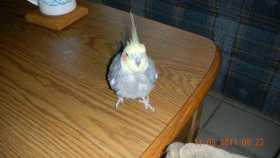 Lost Cockatiel