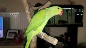 Lost Indian Ringneck Parakeet