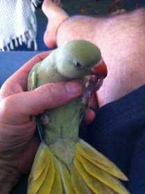 Lost Indian Ringneck Parakeet