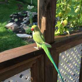 Lost Indian Ringneck Parakeet