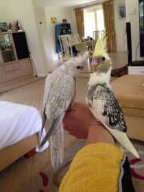 Lost Cockatiel