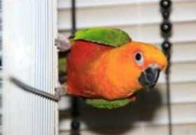 Lost Conure